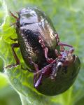 Chrysolina bankii